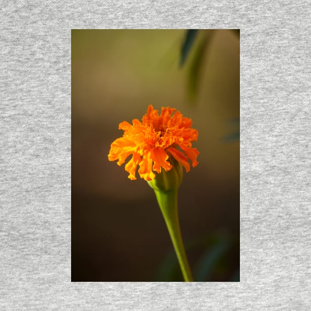 Marigold IV by Jacquelie